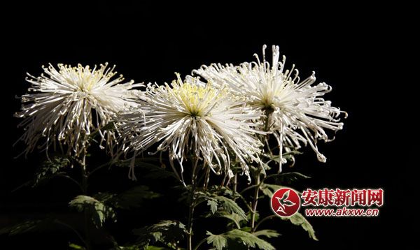 10京`ŵľջ鿶bȻһʒɪͼȡζɢl(f).jpg