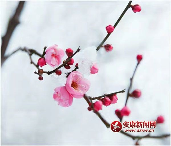 L(zhng)Lw죬l(shu)һփɰ
